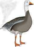 Goose fart